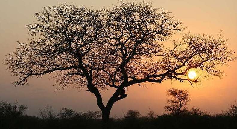 Thornhill Safari Lodge