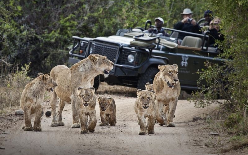 Londolozi Tree Camp  16