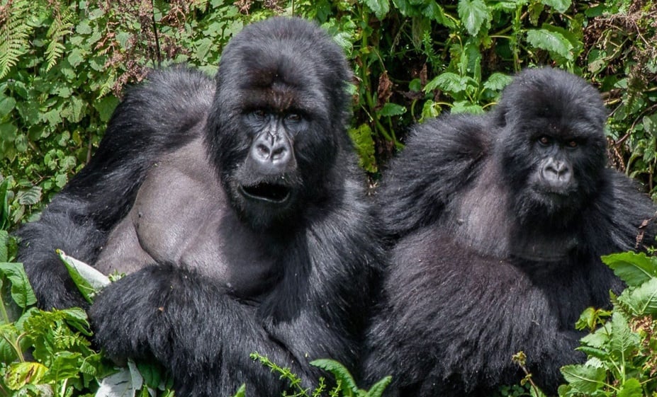 Uganda Gorilla Tracking 10 Days