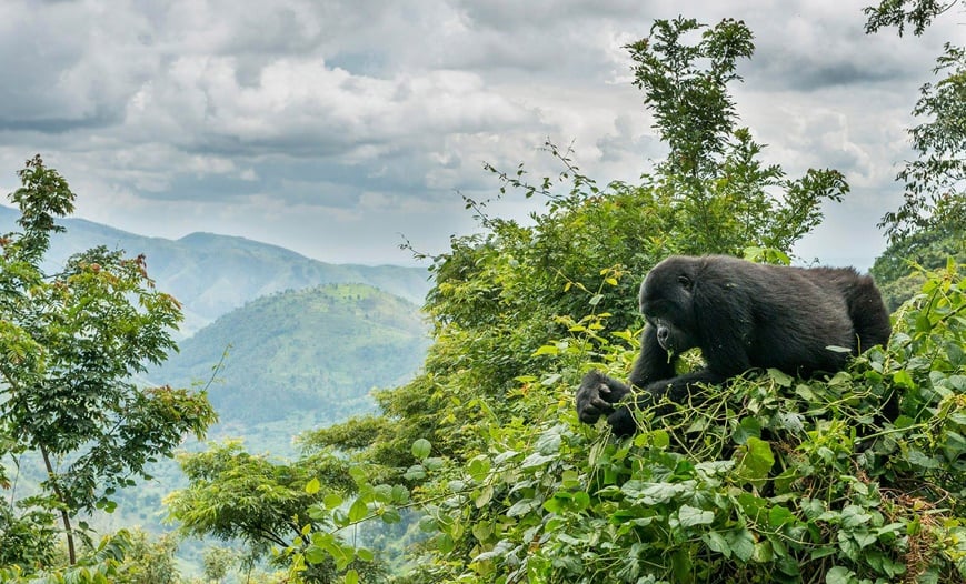 Classic Rwanda & Uganda Tour
