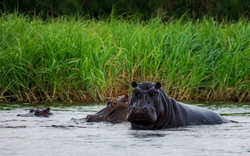 Chundukwa-River-Hippo