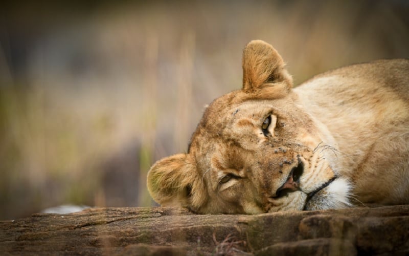 Sandringham Private Game Reserve